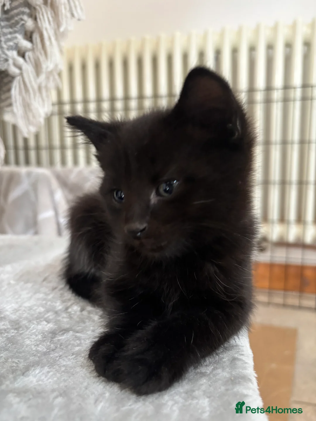 Domestic Shorthair cats for sale: Litter of kittens - Advert 12