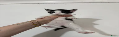 Domestic Shorthair 1