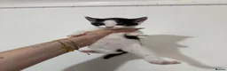 Domestic Shorthair cats for sale: Black and white domestic shorthair kittens - Advert 9