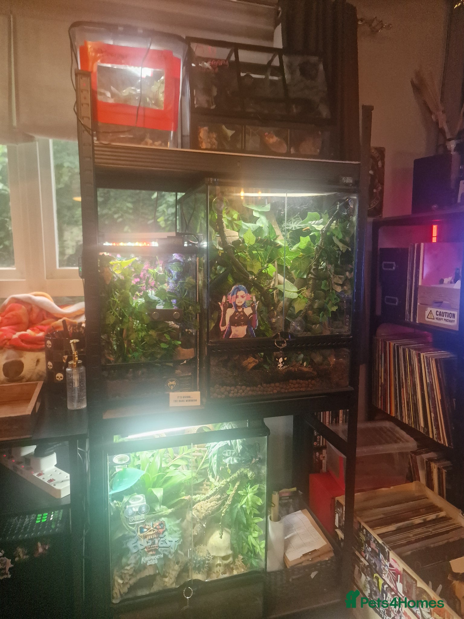 Gecko reptiles for sale: 8x Crested geckos/Full collection available!  - Advert 28