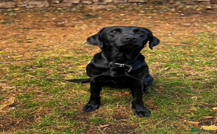 Labrador Retriever dogs - Advert 3