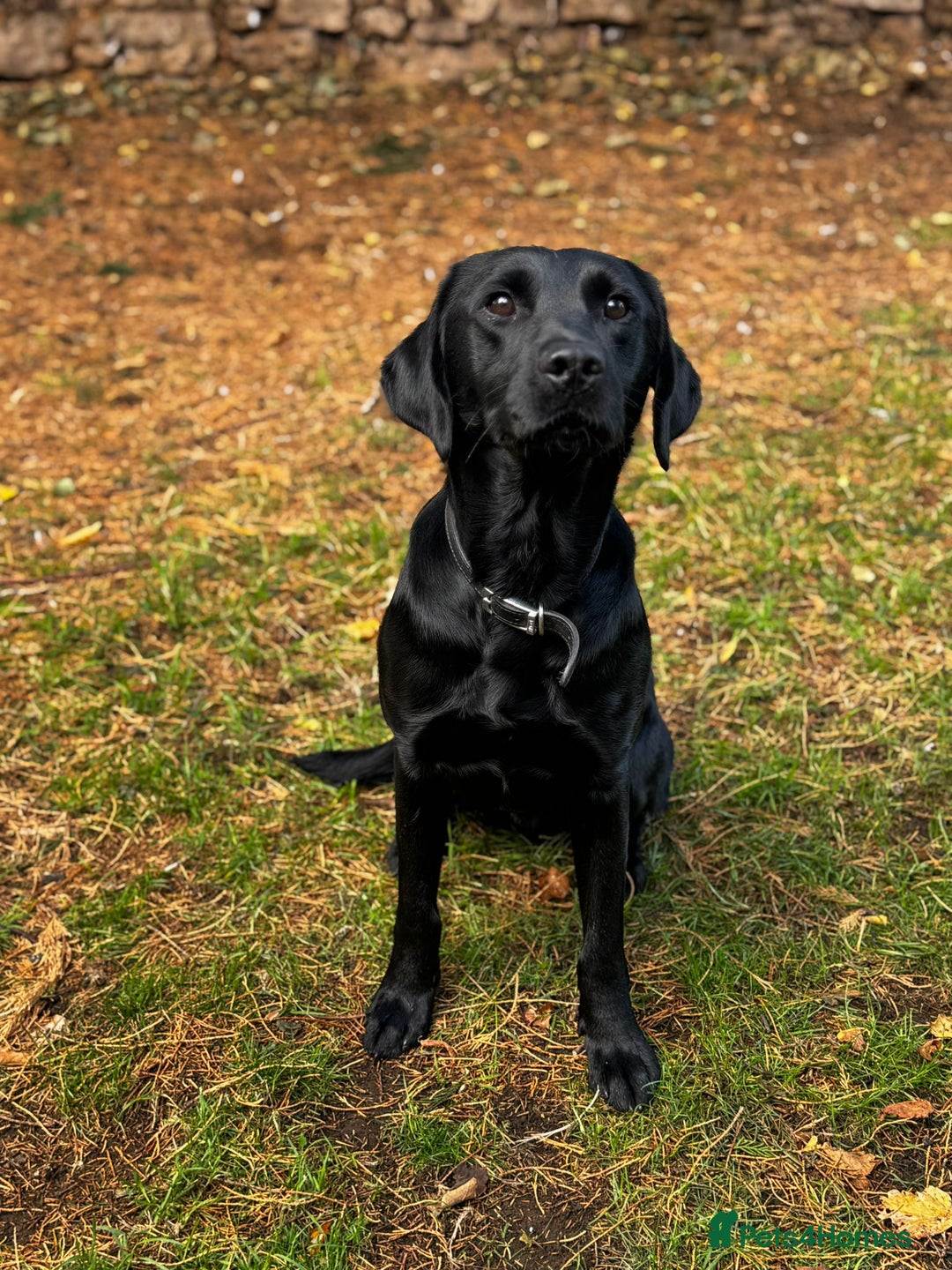 Labrador Retriever dogs for sale: Stunning black detection lab - Image 1