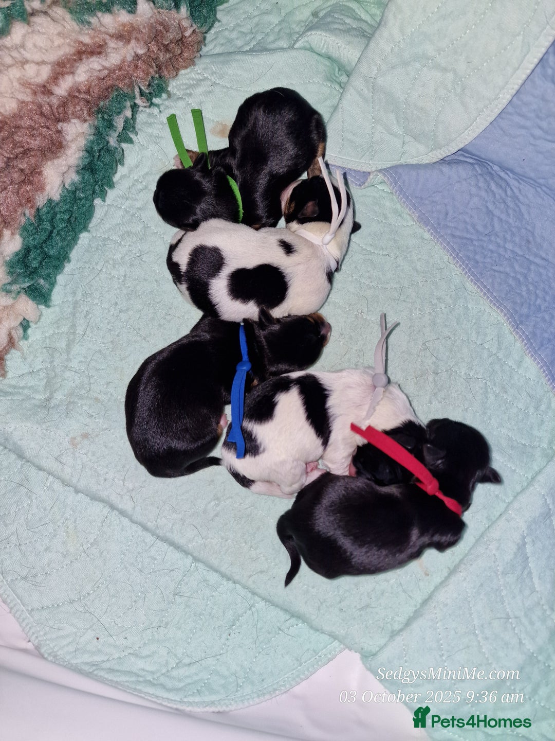 Mixed Breed dogs for sale: Male BieChi Biewer Terrier x Chihuahua pup  - Advert 10