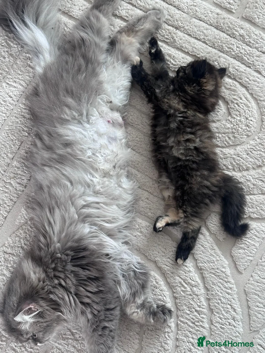 Persian cats for sale: 3 beautiful persian kittens - Advert 1
