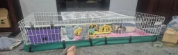 Guinea Pig rodents for sale: Two bonded female guinea pigs  - Advert 5