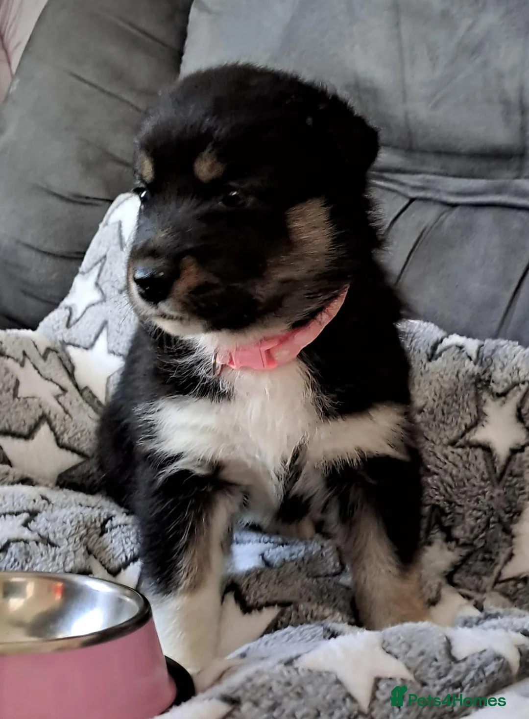 Mixed Breed dogs for sale: Australian Shepherd/Siberian Husky mix - Advert 5
