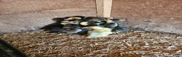 Ducks poultry for sale: Cayuga and Runner duck hatching eggs and ducklings - Advert 4