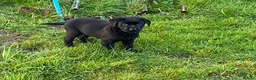 Labrador Retriever dogs for sale: Labrador puppy - Advert 9