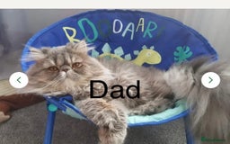 Persian cats for sale: Blue Persian  in Chesterfield - Image 2