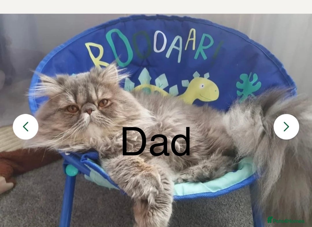 Persian cats for sale: Blue Persian  in Chesterfield - Image 2