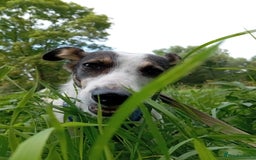 Mixed Breed dogs for adoption: ❤️ Alma – a 1.5-year-old lower-medium girl❤️ - Advert 3