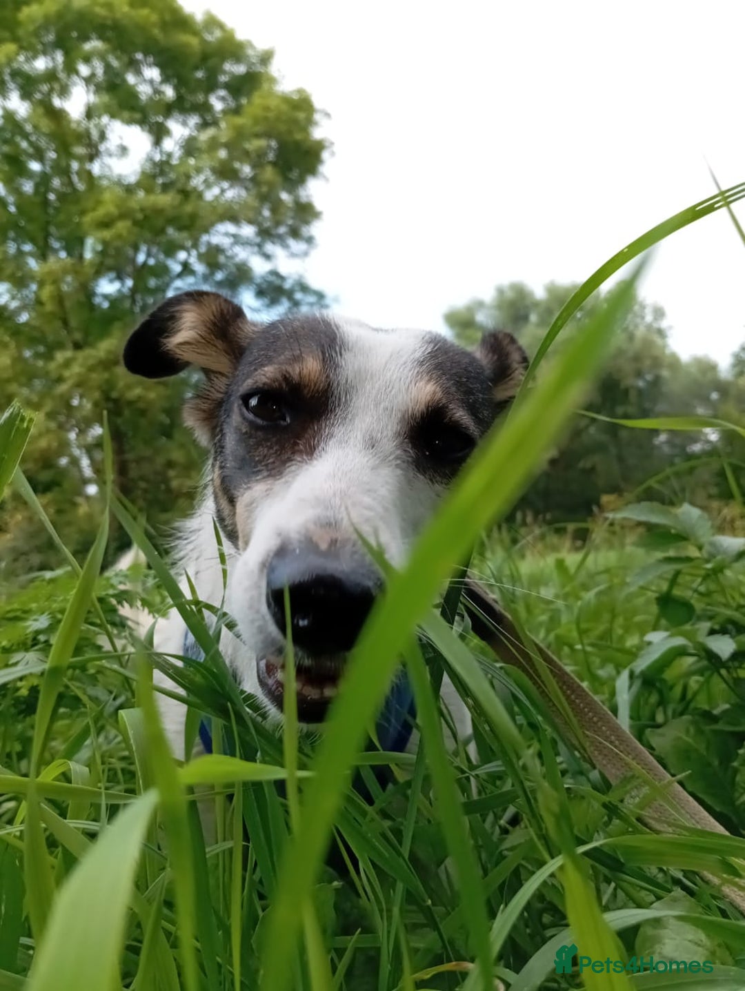 Mixed Breed dogs for adoption: ❤️ Alma – a 1.5-year-old lower-medium girl❤️ - Advert 3