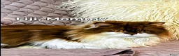 British Longhair cats for sale: Cinnamon bi colour, blue golden  - Advert 2