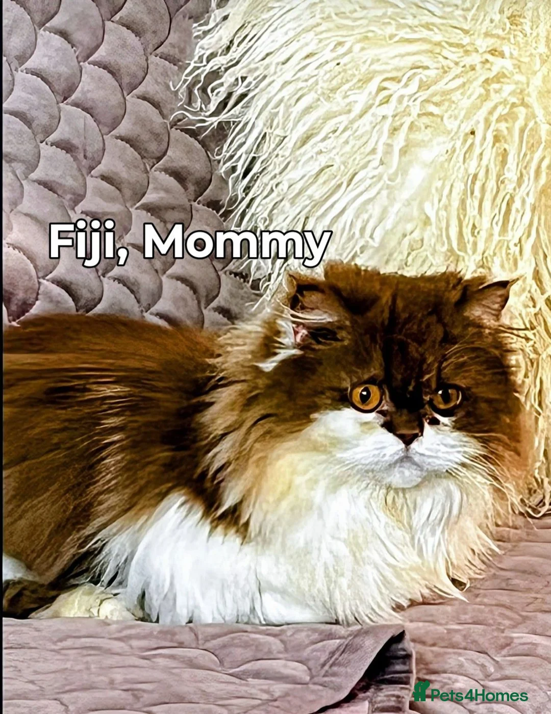 British Longhair cats for sale: Cinnamon bi colour, blue golden  - Advert 2