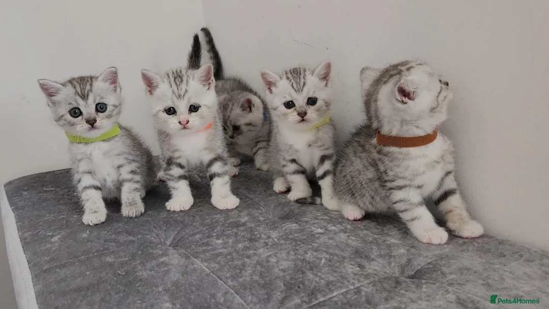 British Shorthair cats for sale: 🏆 Pedigree Silver British Shorthair Kittens 🏆 - Advert 1