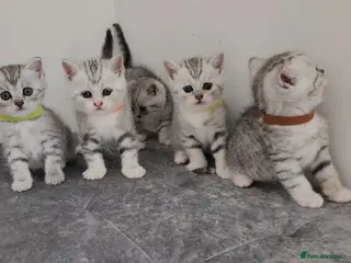 British Shorthair cats 🏆 Pedigree Silver British Shorthair Kittens 🏆 - Advert 5