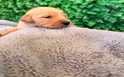 Goldador dogs for sale: 🐾Gorgeous Puppies-Family Raised with Love&Care🐾 - Image 7