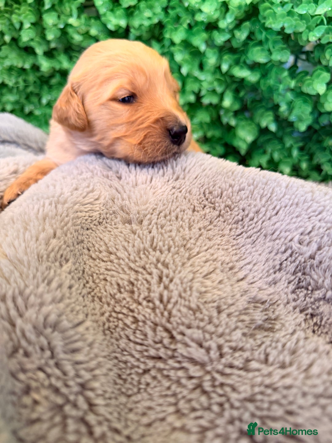 Goldador dogs for sale: 🐾Gorgeous Puppies-Family Raised with Love&Care🐾 - Image 7