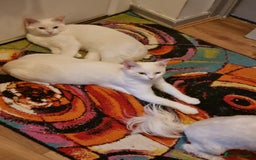 Siamese cats for sale: Flame point siamese  - Advert 6