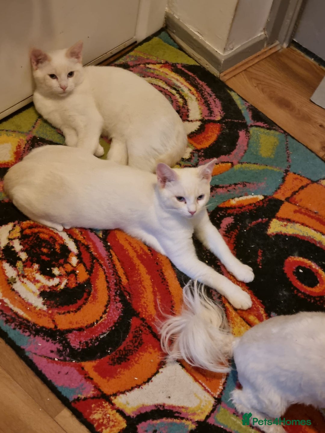 Siamese cats for sale: Flame point siamese  - Advert 6