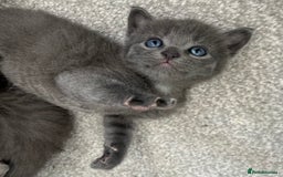 Russian Blue cats for sale: Russian blue kittens cross - Image 15