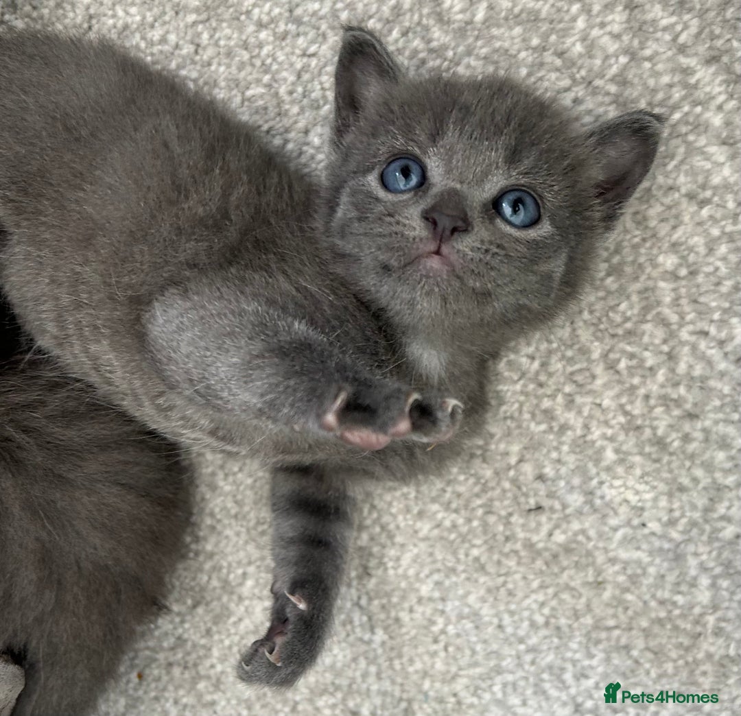 Russian Blue cats for sale: Russian blue kittens cross - Image 15