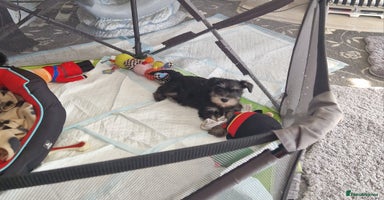 Miniature Schnauzer dogs - Advert 1