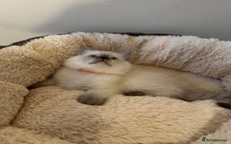 Ragdoll cats for sale: Beautiful Ragdoll Kittens - Advert 9