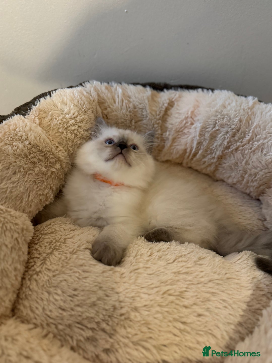 Ragdoll cats for sale: Beautiful Ragdoll Kittens - Advert 9