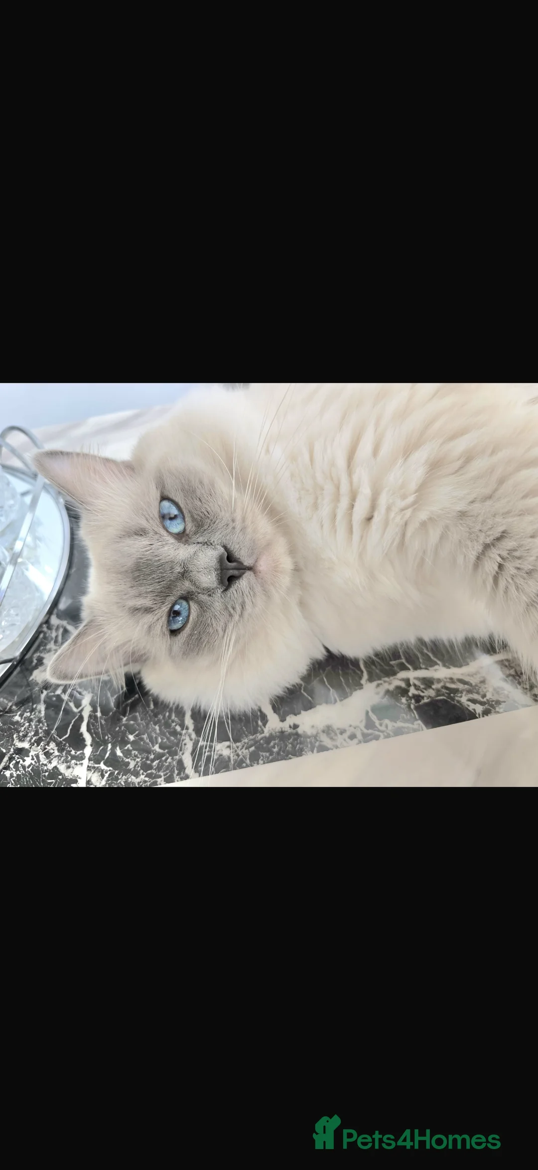 Ragdoll cats for sale: Absolutely stunning BLUE POINT ragdolls.  - Advert 2