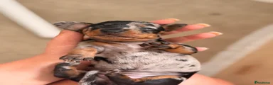 Miniature Dachshund Puppy 2