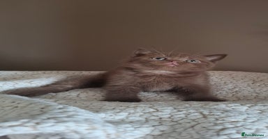 British Shorthair cats in Swadlincote - Advert 14