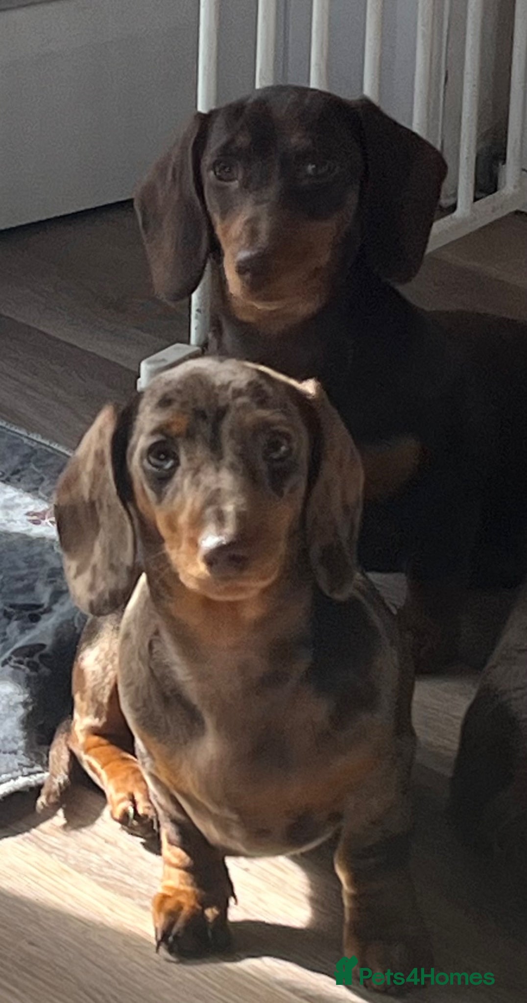 Miniature Dachshund dogs MINI DACHSHUNDS TRUE TO TYPE TWO GIRLS  - Advert 8