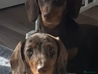 Miniature Dachshund dogs MINI DACHSHUNDS TRUE TO TYPE TWO GIRLS - Advert 8