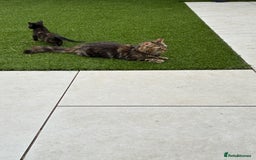 Domestic Shorthair cats for sale: Tortoise Shell Kitten - Image 3