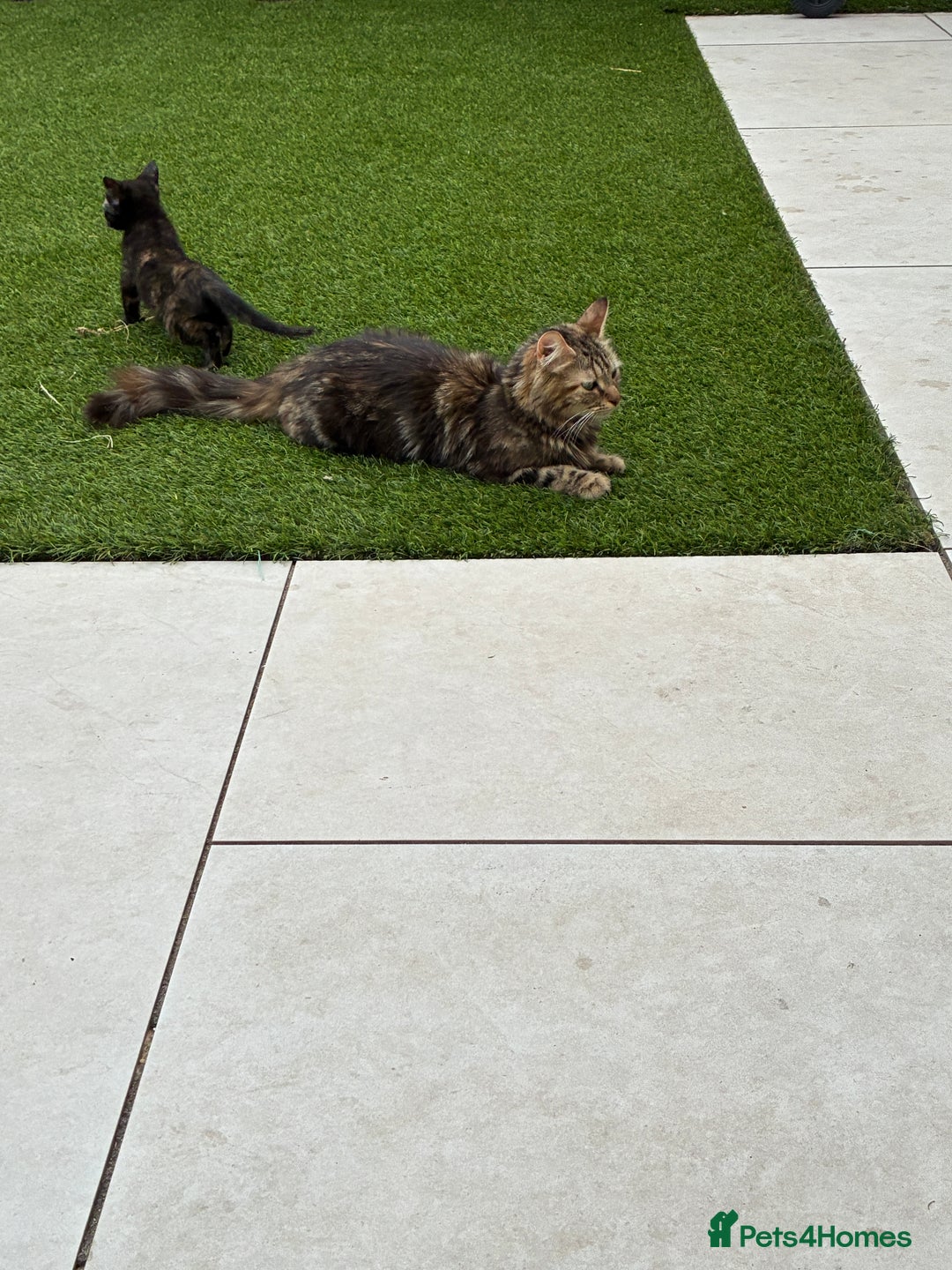 Domestic Shorthair cats for sale: Tortoise Shell Kitten - Image 3