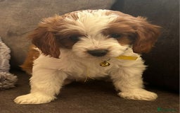 Cavapoo dogs for sale: Beautiful Cavapoo F2 puppies  for sale - Image 21