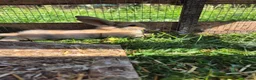 Mini Lop rabbits for sale: mini lop babies for sale - Advert 4