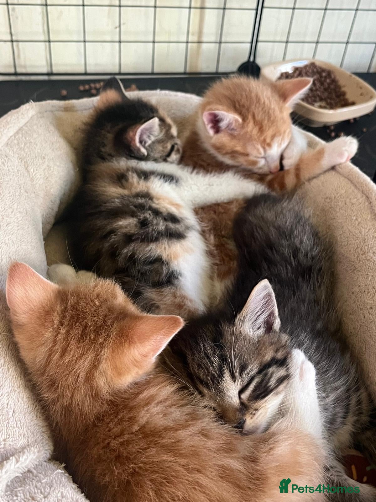 Mixed Breed cats Gorgeous Kittens Ready Now - Advert 2