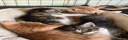 Mixed Breed cats for sale: Gorgeous Kittens Ready Now - Advert 2