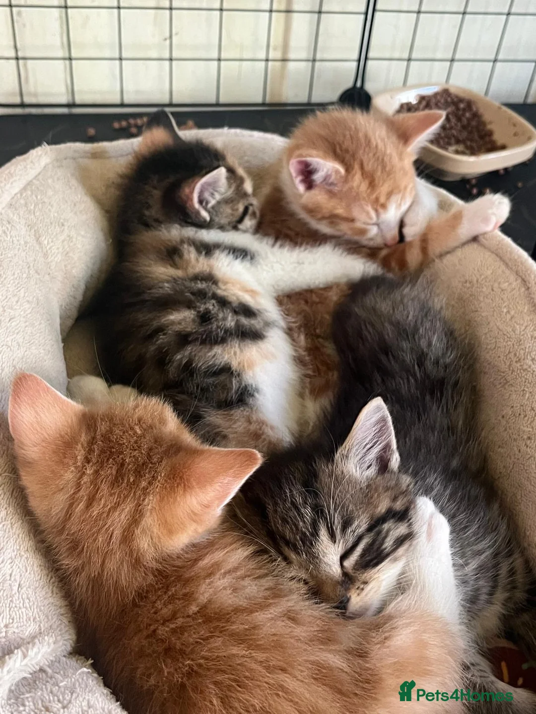 Mixed Breed cats for sale: Gorgeous Kittens Ready Now - Advert 2