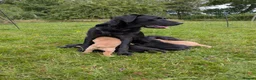 Labrador Retriever dogs for sale: Beautiful, happy Labrador puppies in Ledbury - Advert 8