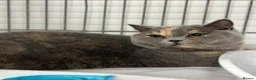 British Shorthair cats for sale: Beautiful girl available  - Advert 8