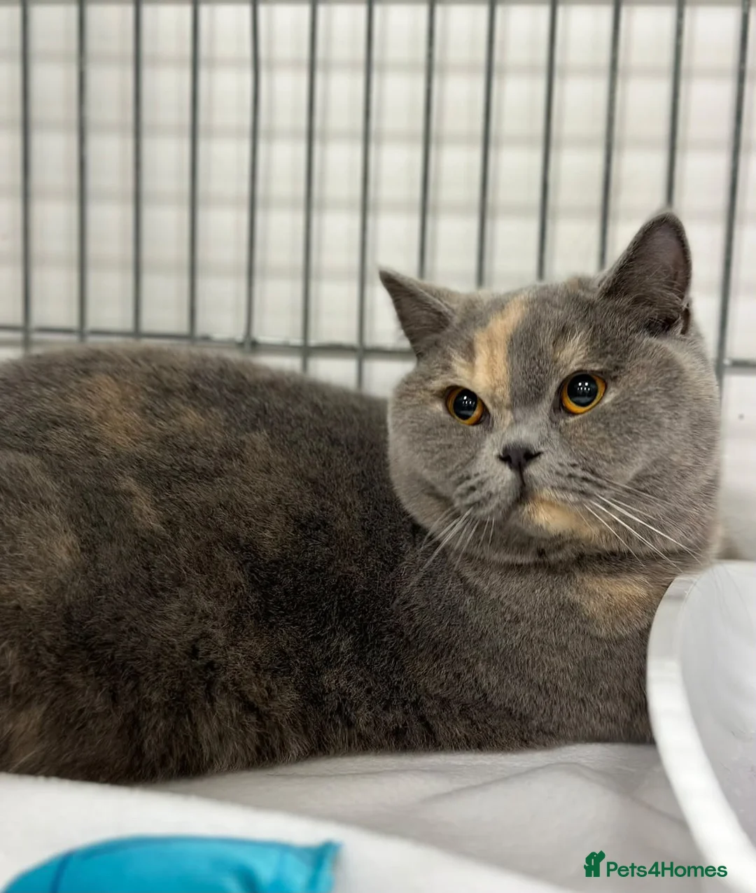 British Shorthair cats for sale: Beautiful girl available  - Advert 8