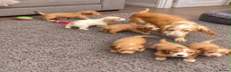 Cocker Spaniel dogs for sale: KC REGISTERED WORKING COCKER SPANIEL PUPPIES - Advert 3
