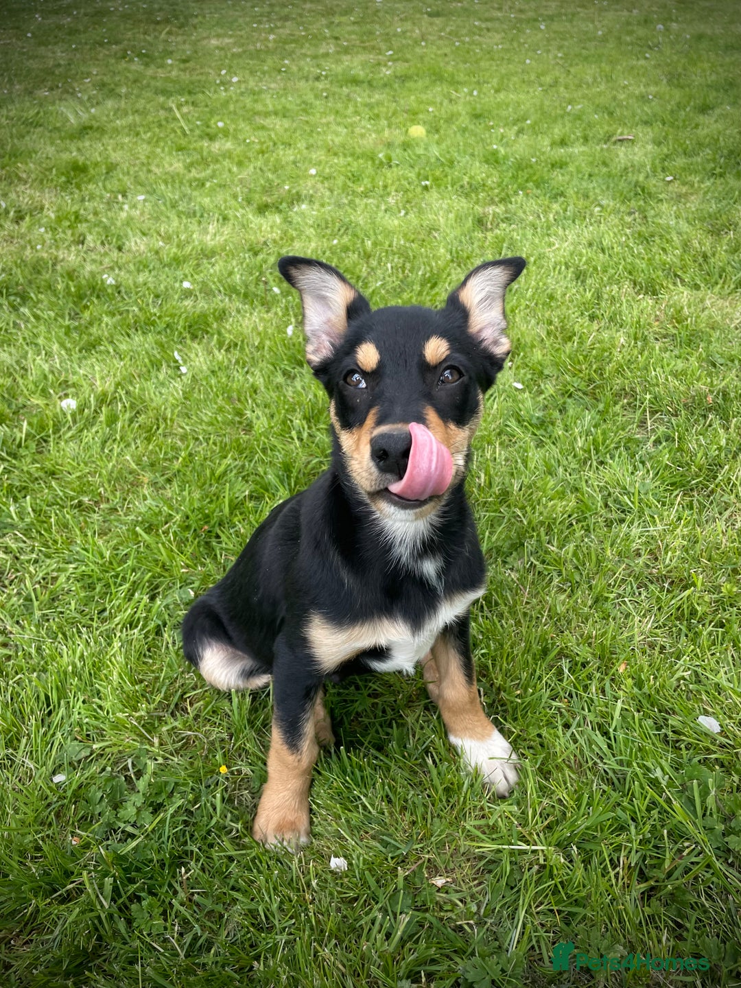 breed tan kelpie puppies
