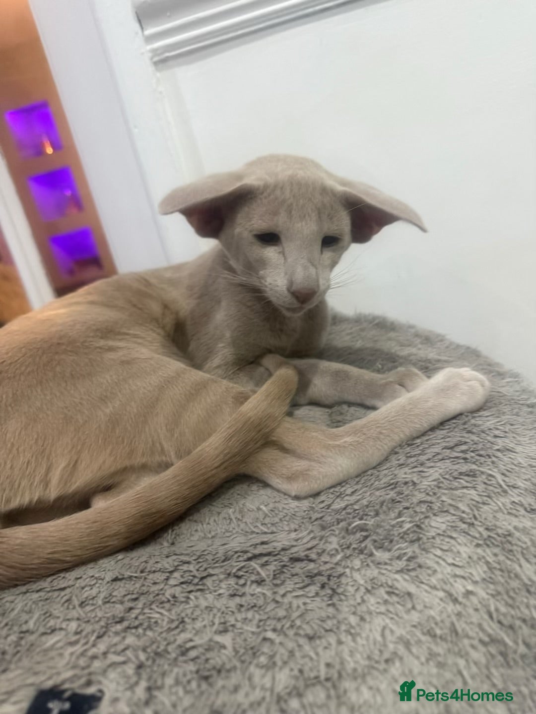 Oriental cats for sale: Stunning oriental boy  - Advert 1