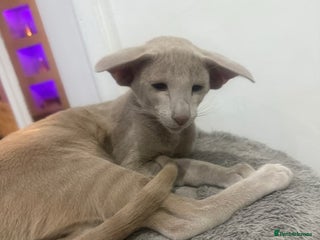 Oriental cats Stunning oriental boy - Advert 2