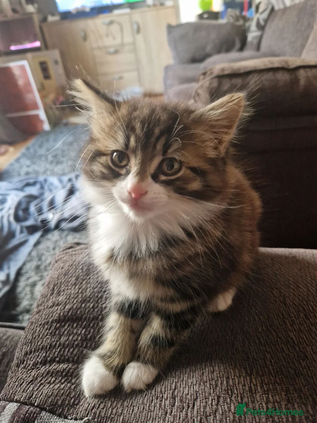 Mixed Breed cats for sale: 2 fluffy kittens ready to go - Advert 12