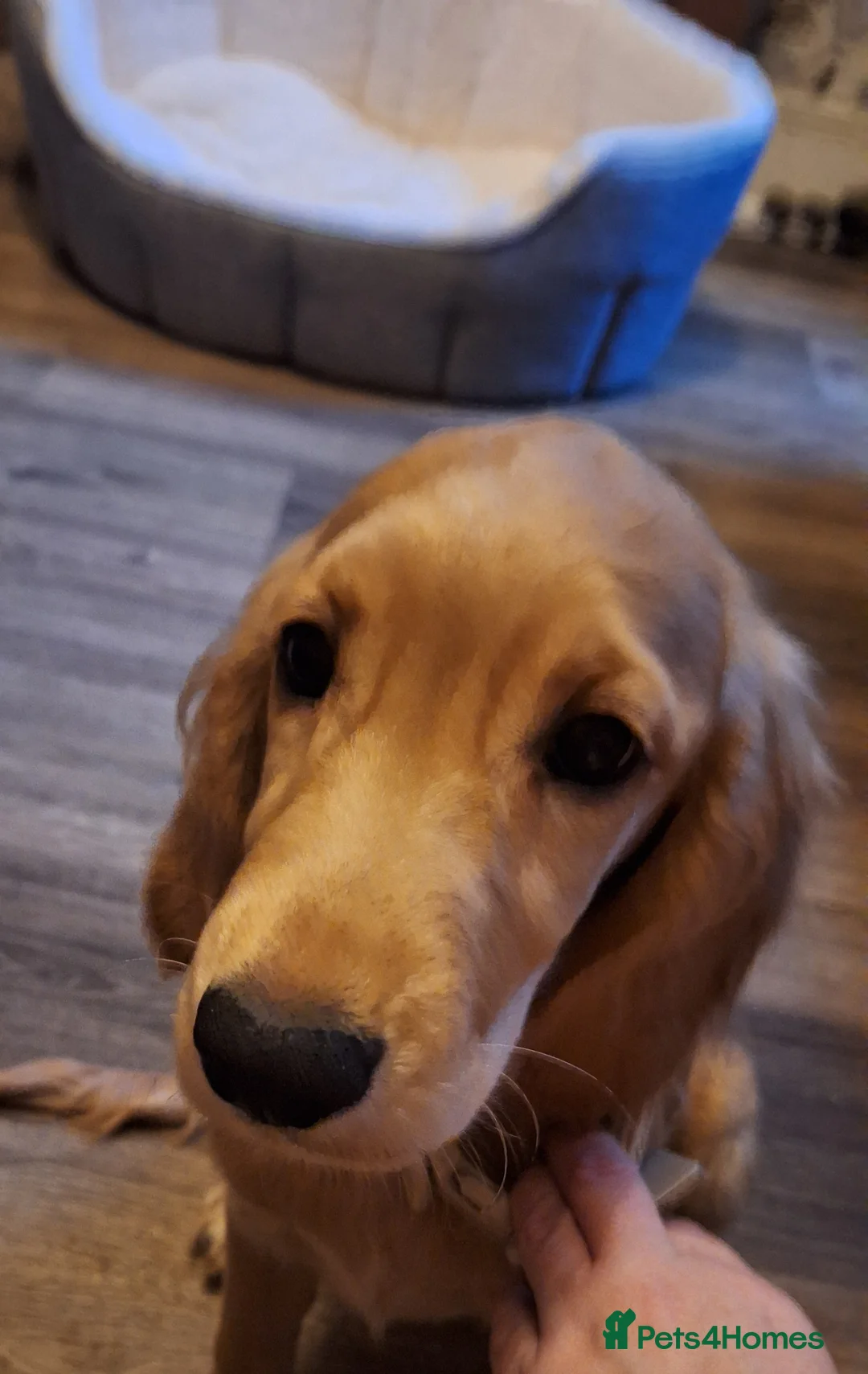 Cocker Spaniel dogs for sale: 1x Bitch Cocker Spaniel  - Advert 1